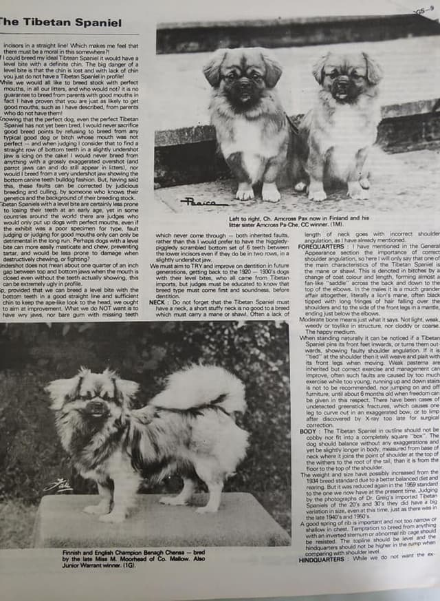 Tibetan Spaniel Puppies media 17