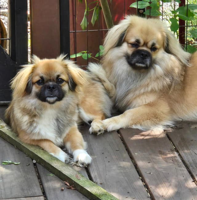 Tibetan Spaniel Puppies media 13