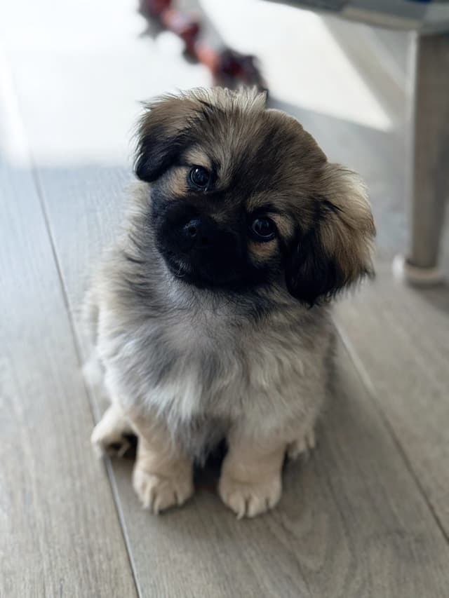 Tibetan Spaniel Puppies media 8
