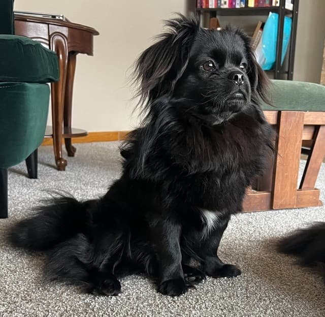 Tibetan Spaniel Puppies media 18