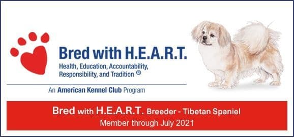 Tibetan Spaniel Puppies media 19