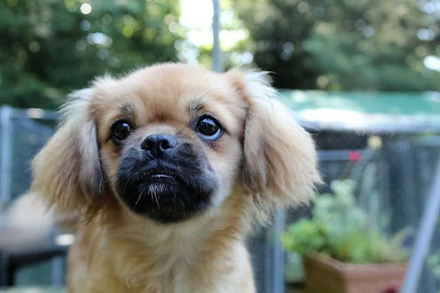 Tibetan Spaniel Puppies media 21
