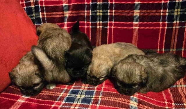 Tibetan Spaniel Puppies media 22