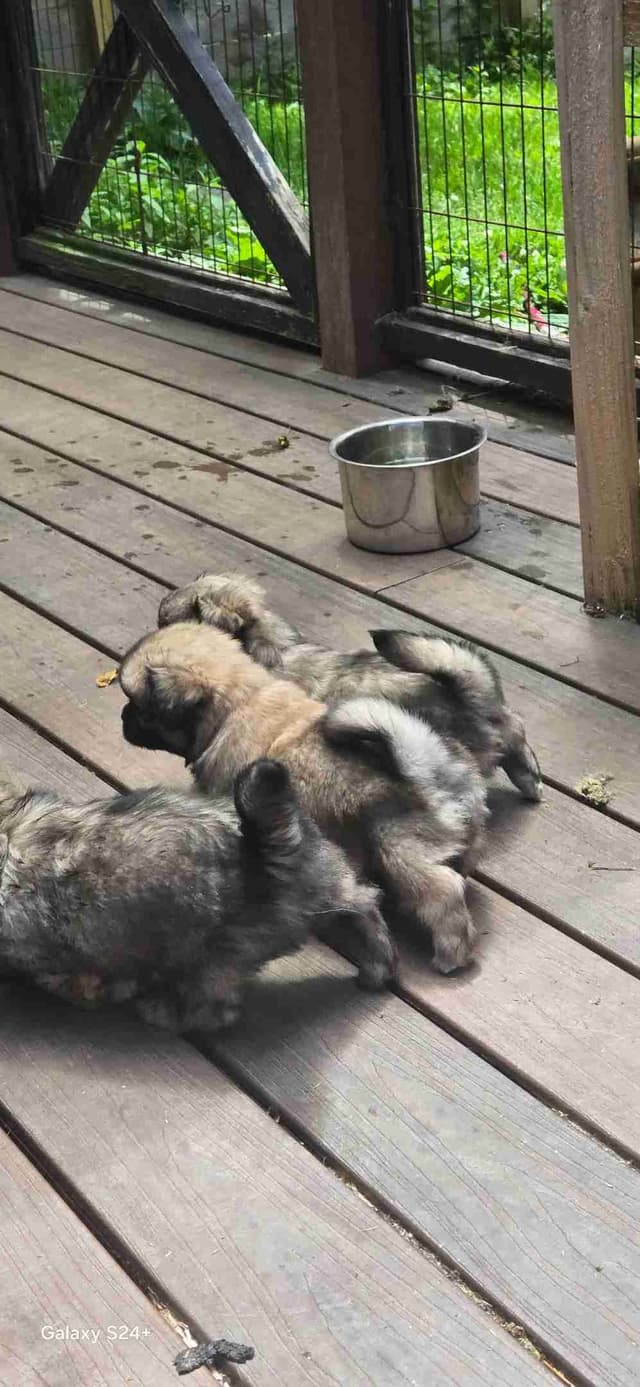Tibetan Spaniel Puppies media 6