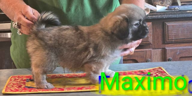 Tibetan Spaniel Puppies media 3