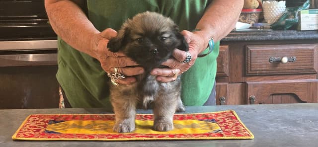 Tibetan Spaniel Puppies media 2
