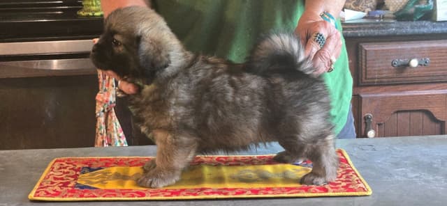 Tibetan Spaniel Puppies media 5