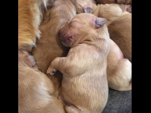Golden Retriever Puppies breeder image 2