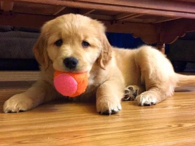 Golden Retriever Puppies breeder image 3