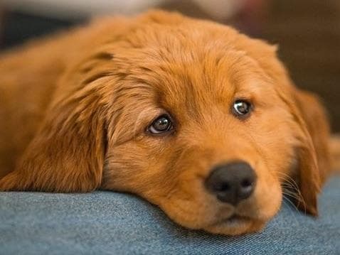 Golden Retriever Puppies breeder image 1