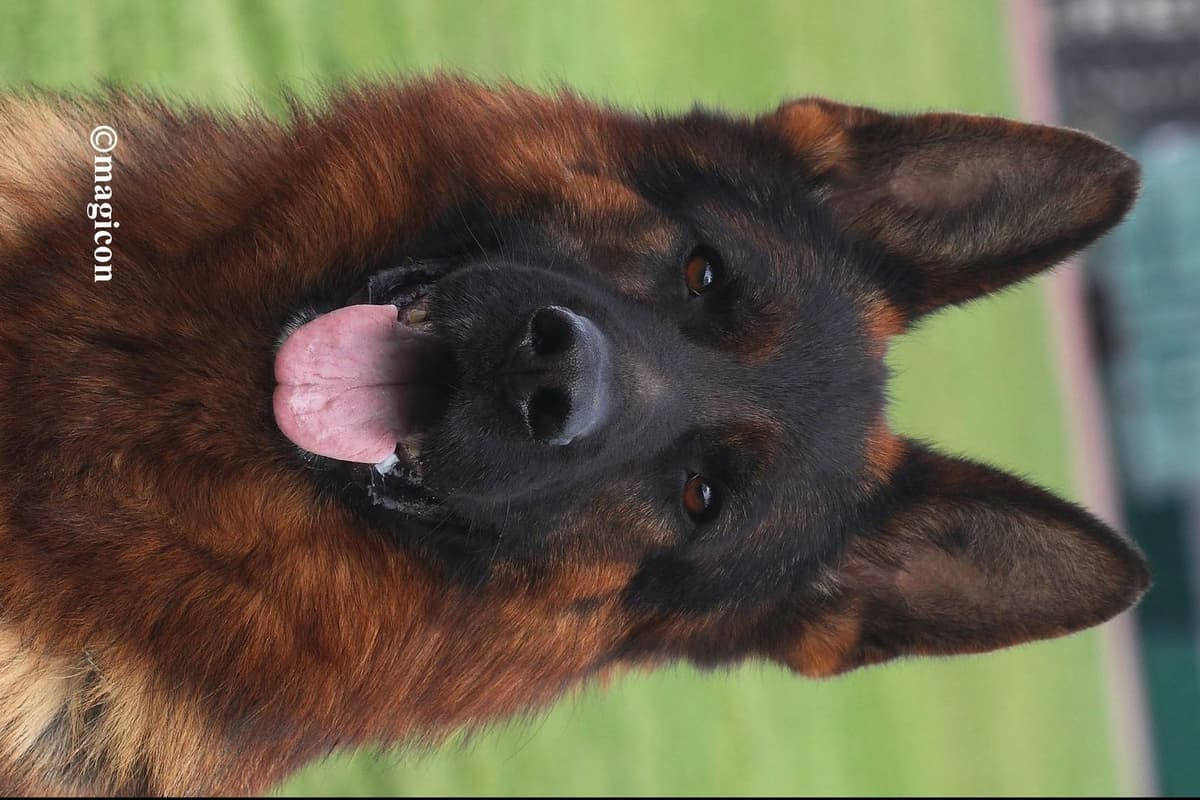 German Shepherd Dog Puppies breeder image 1