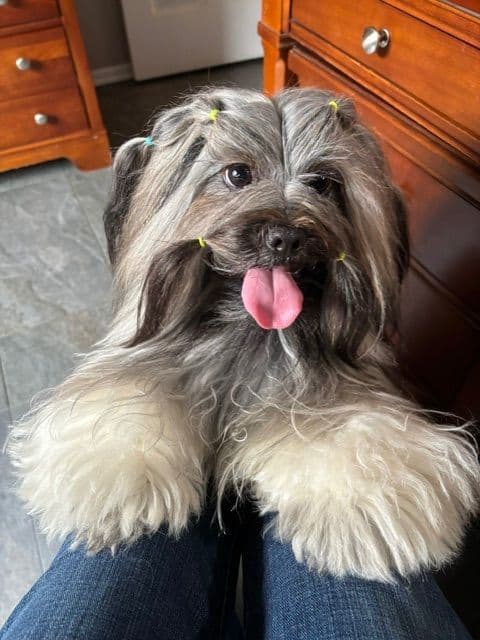 Lhasa Apso - young adult AKC champion media 2