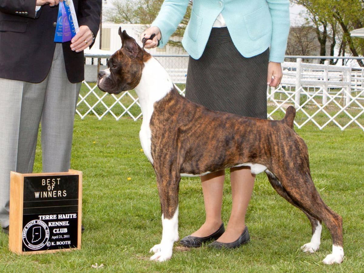AKC Champion Litter breeder image 9