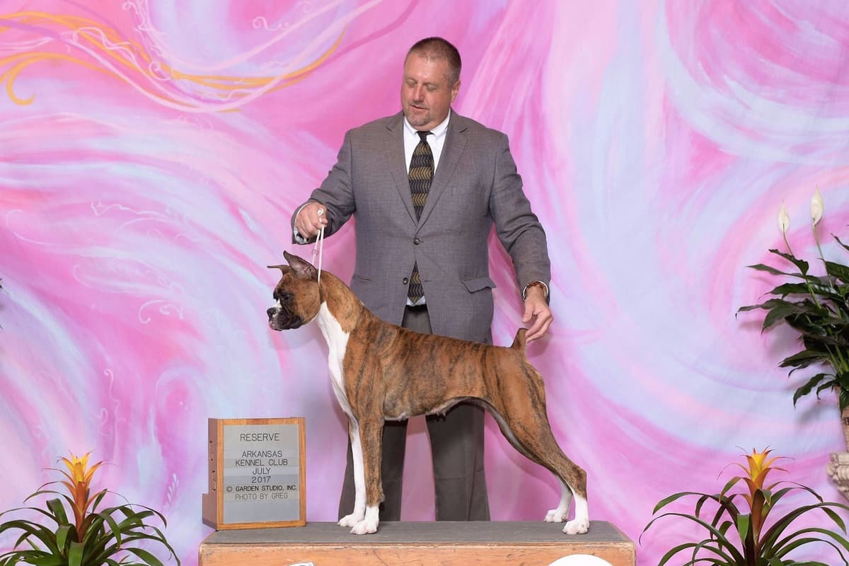 AKC Champion Litter breeder image 7