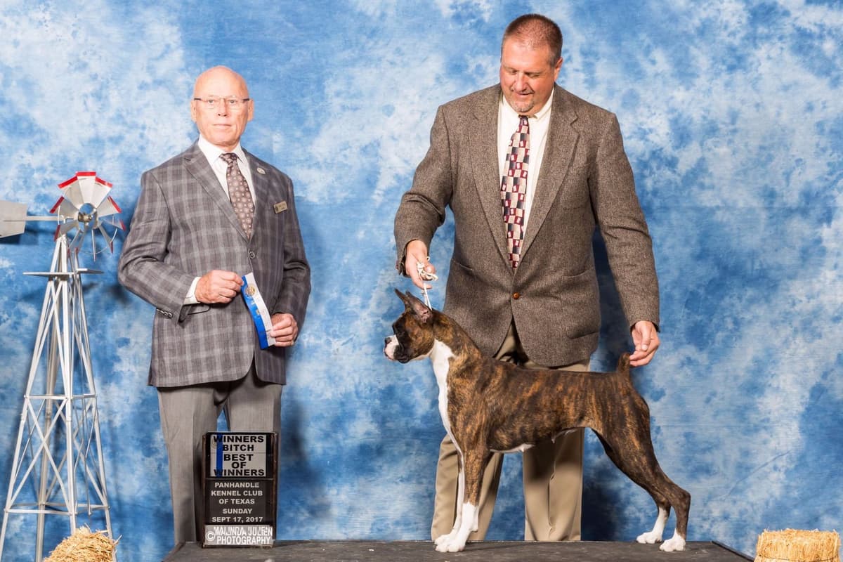 AKC Champion Litter breeder image 6