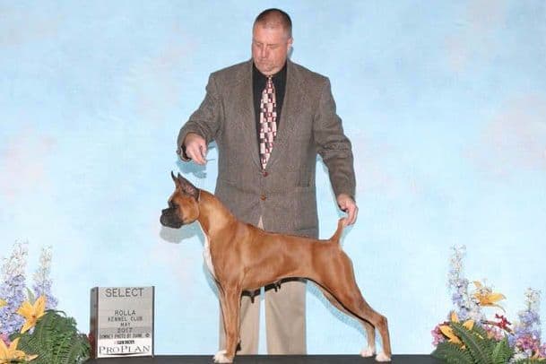 AKC Champion Litter breeder image 5