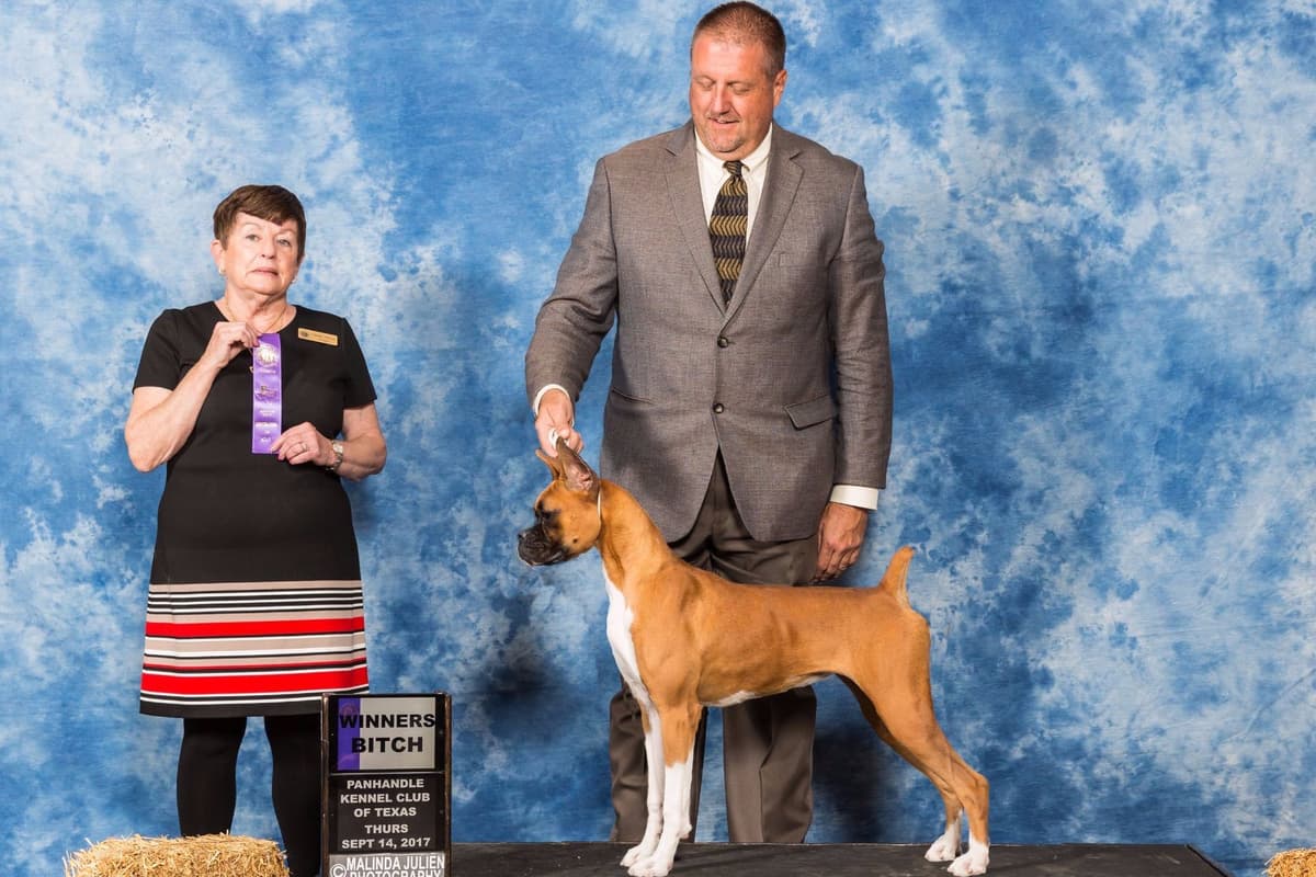 AKC Champion Litter breeder image 4