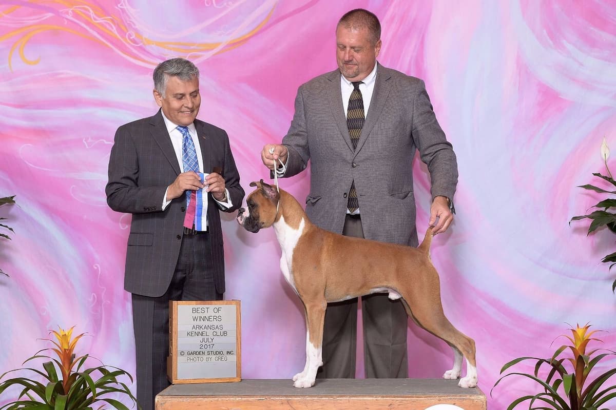 AKC Champion Litter breeder image 3