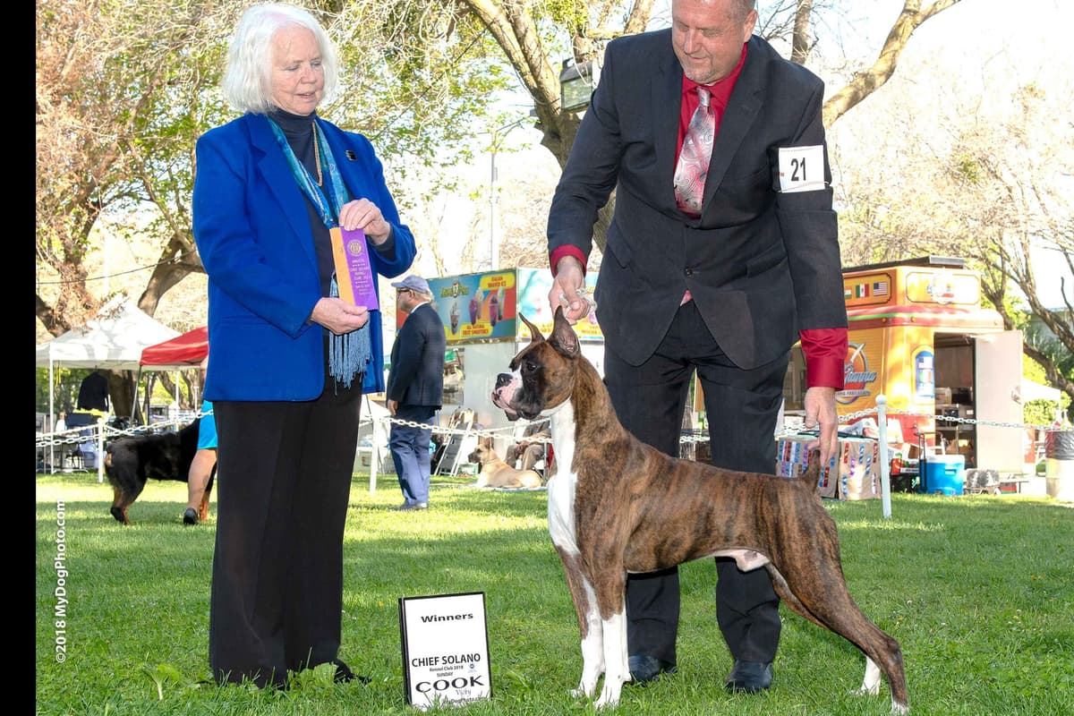 AKC Champion Litter breeder image 2