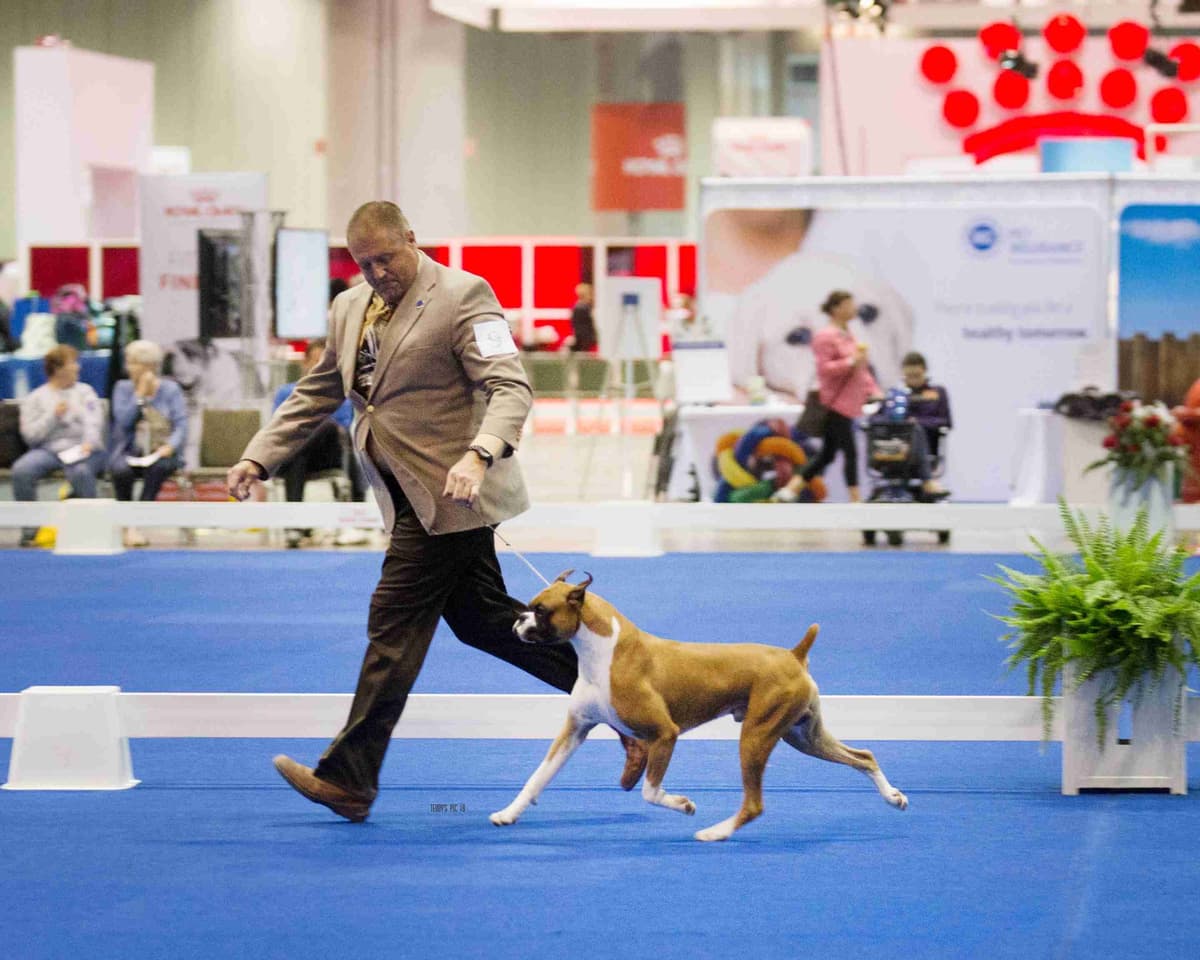 AKC Champion Litter breeder image 1