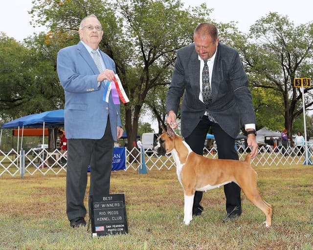 AKC Champion Litter media 2