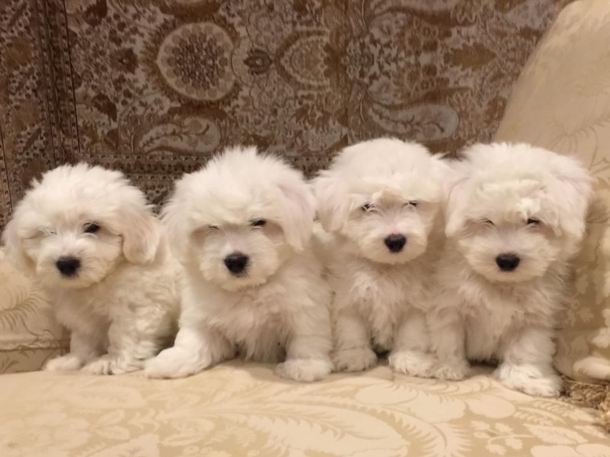 Bichon Frise Puppies breeder image 1