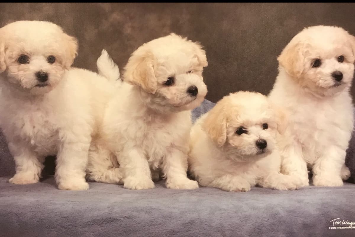 Bichon Frise Puppies breeder image 2