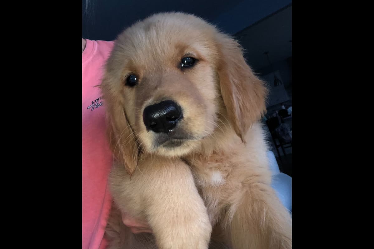 Golden Retriever Puppies breeder image 4