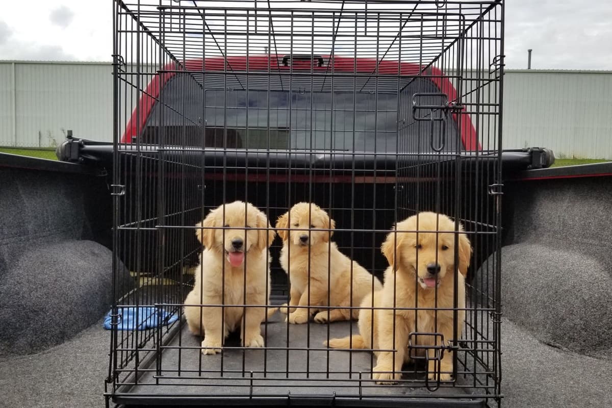 Golden Retriever Puppies breeder image 6