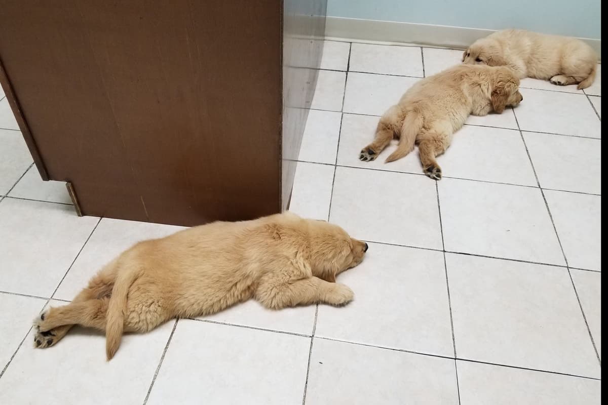 Golden Retriever Puppies breeder image 7