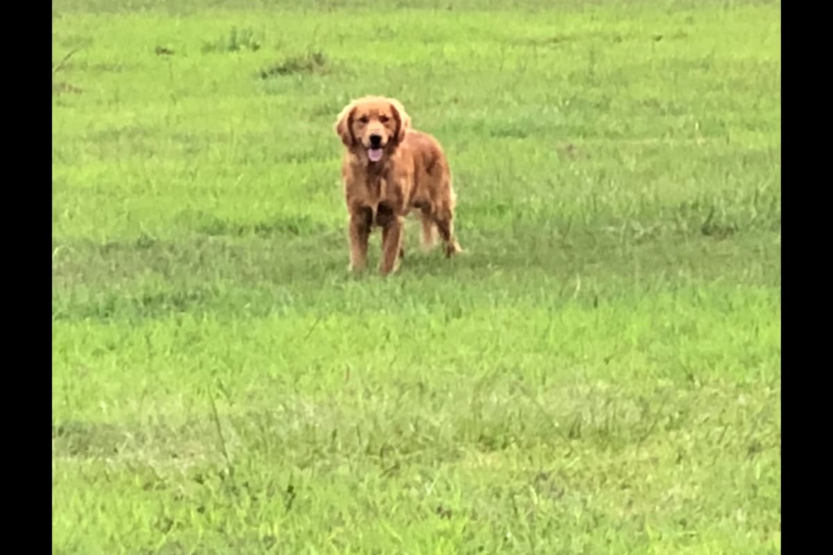 Golden Retriever Puppies breeder image 8