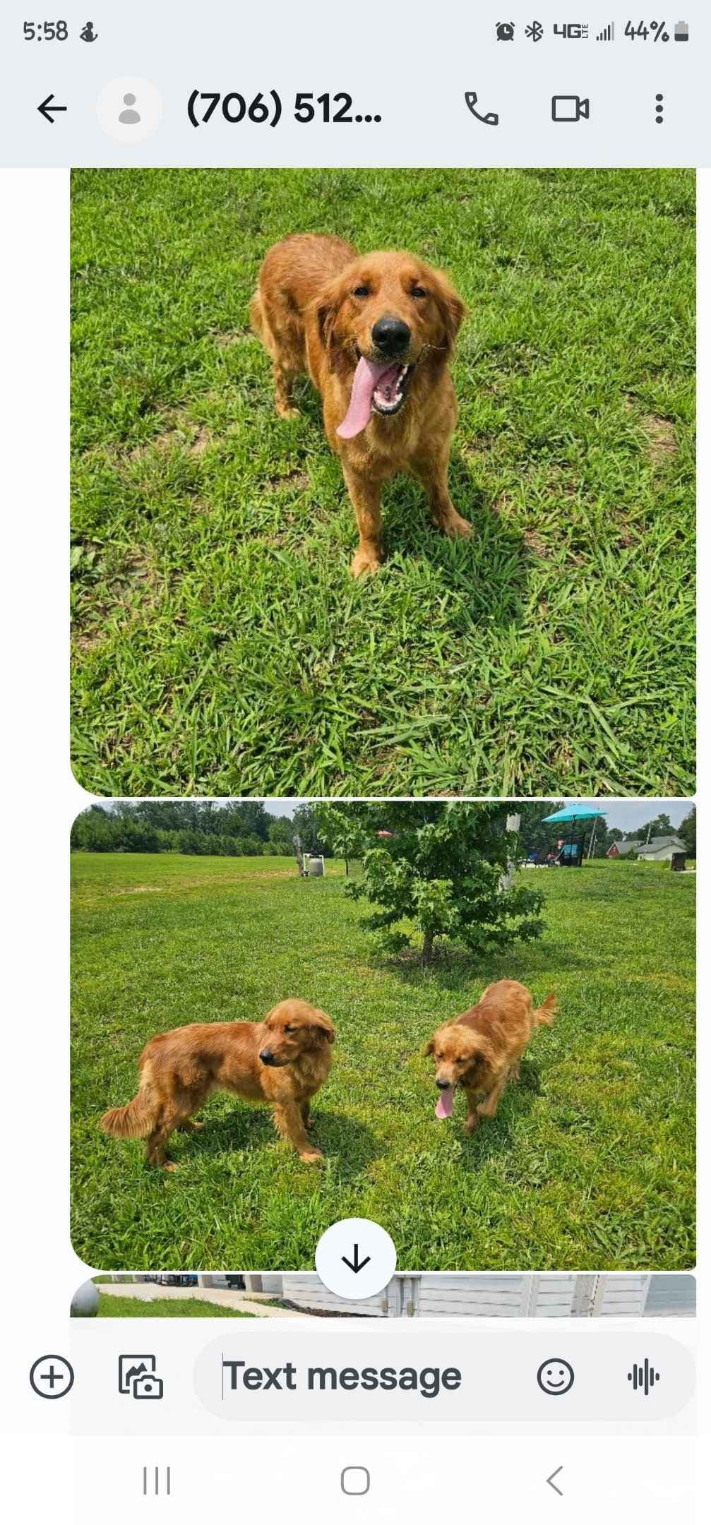 Golden Retriever Puppies breeder image 9