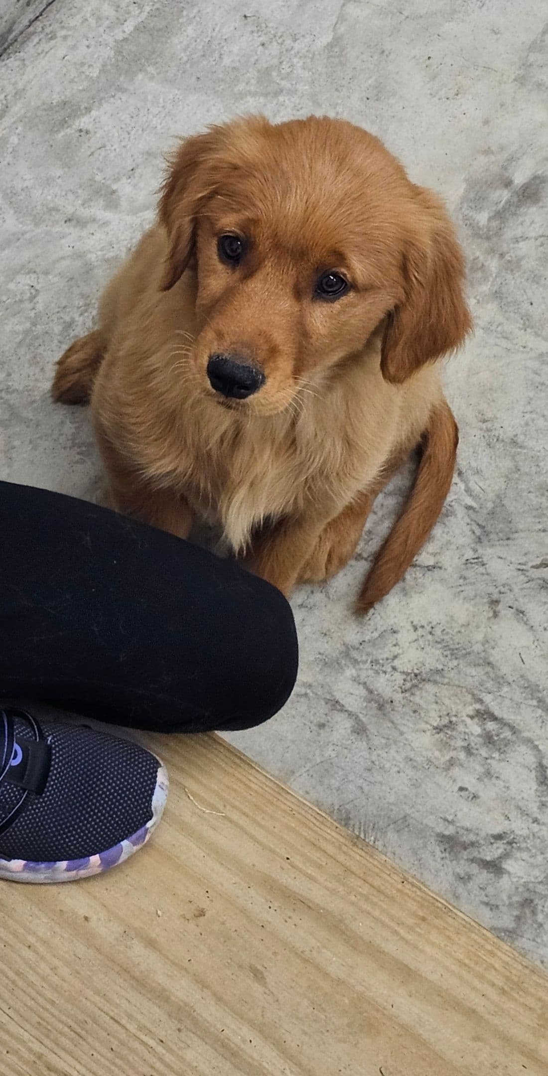 Golden Retriever Puppies breeder image 10