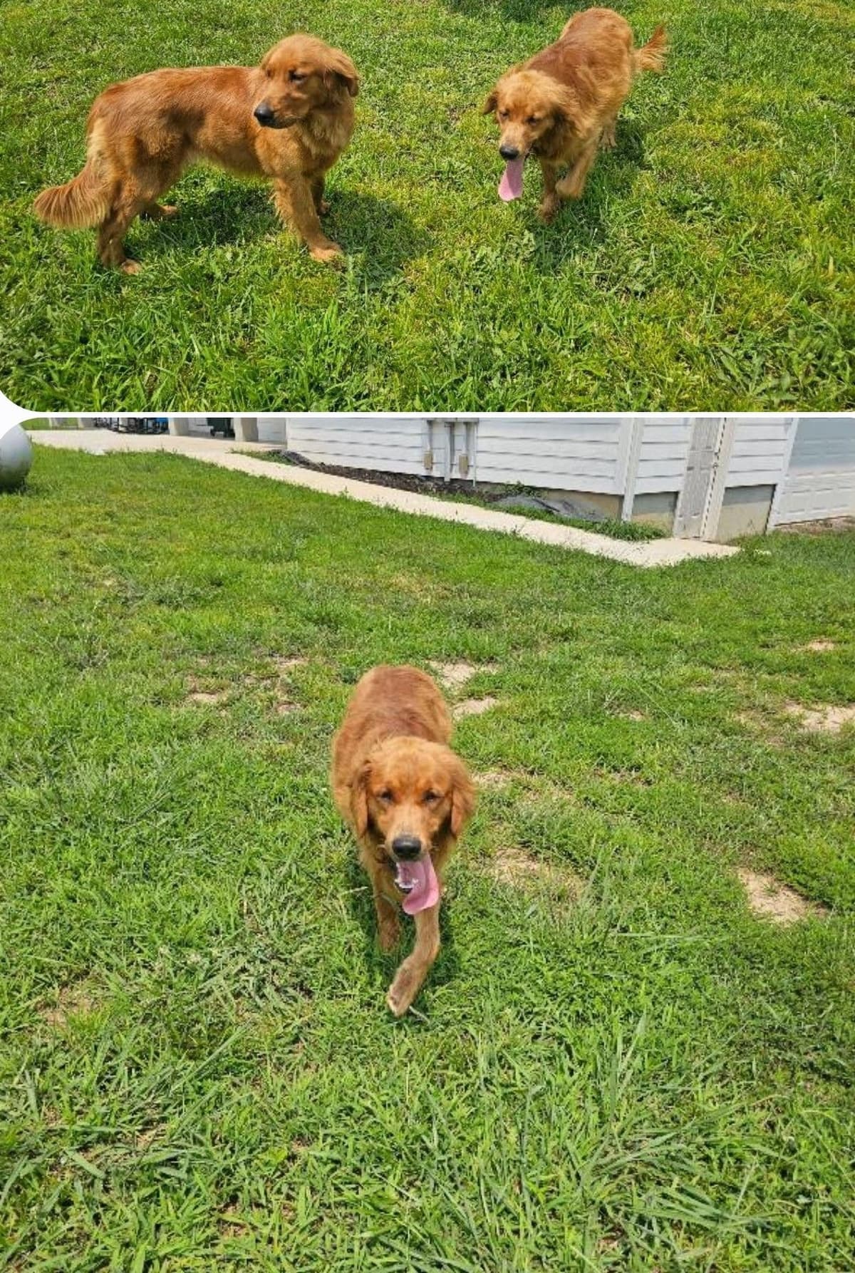 Golden Retriever Puppies breeder image 11