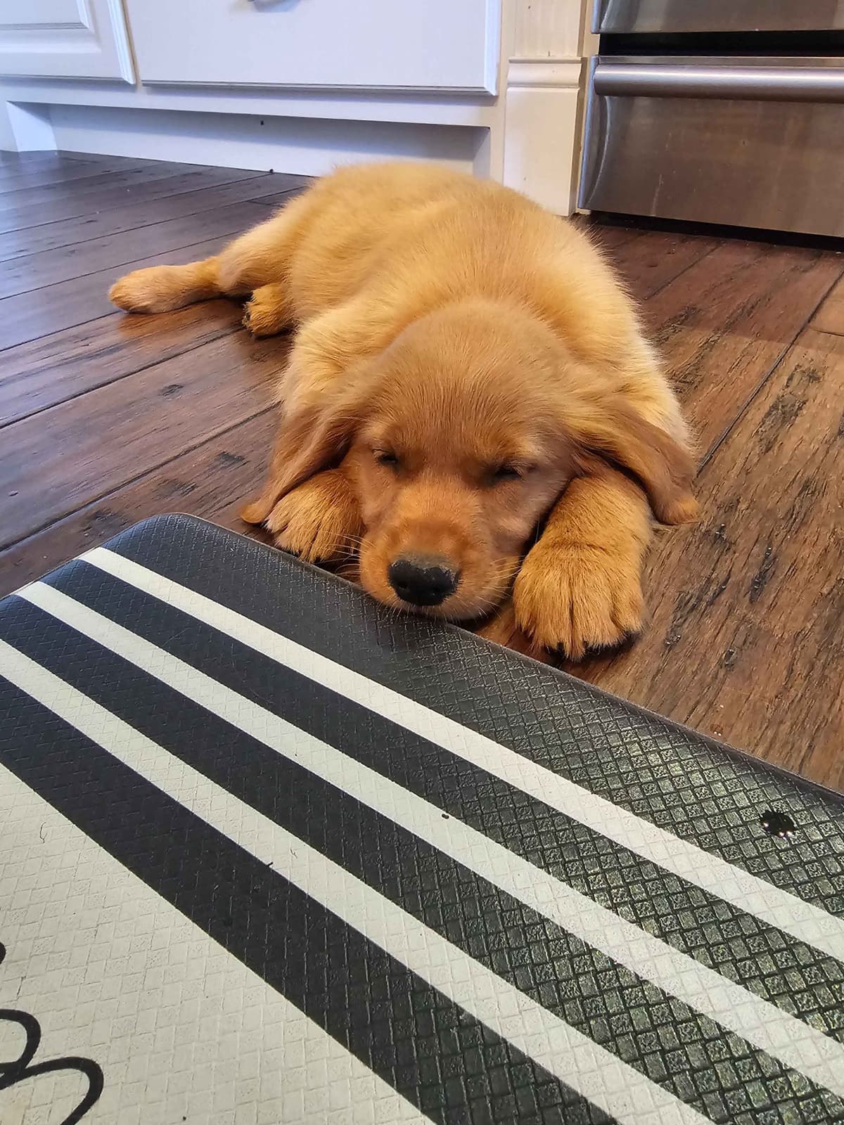 Golden Retriever Puppies breeder image 12