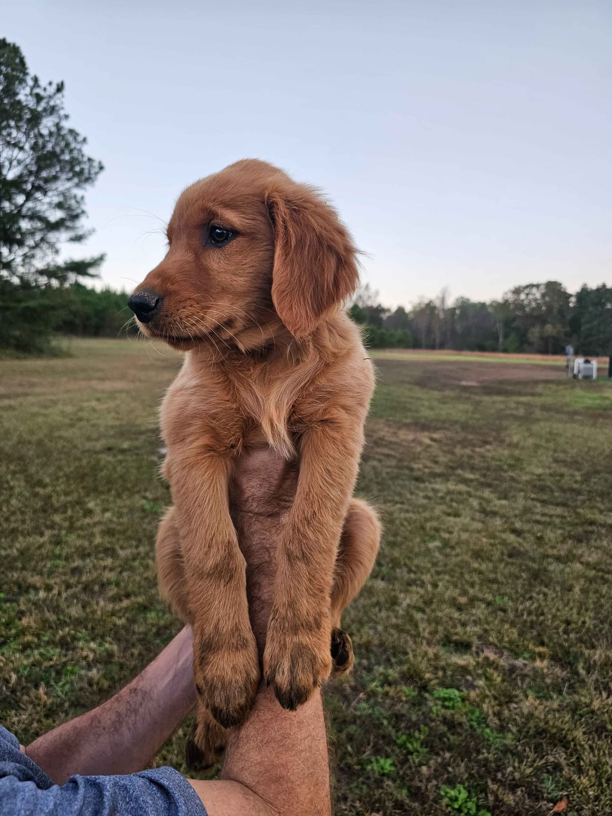 Golden Retriever Puppies breeder image 13