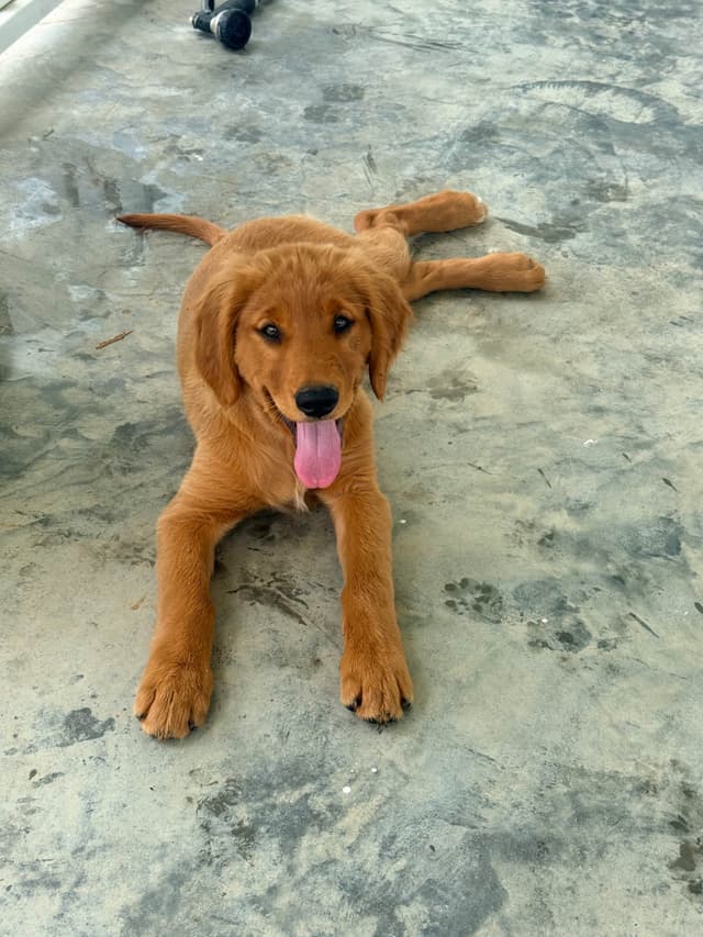 Golden Retriever Puppies media 2