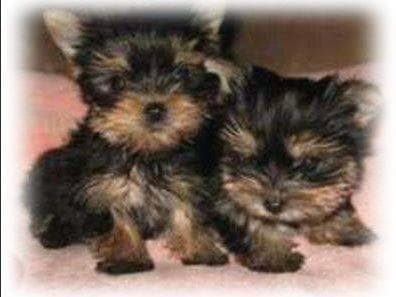Poodle Puppies breeder image 3