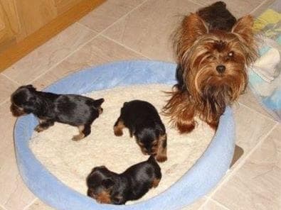 Poodle Puppies breeder image 2