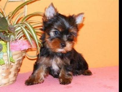 Poodle Puppies breeder image 4