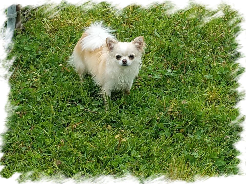 Poodle Puppies breeder image 5