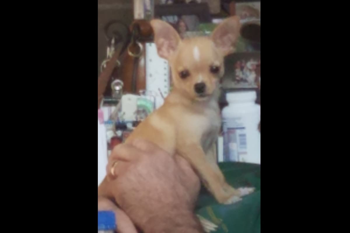 Poodle Puppies breeder image 11