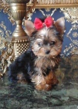 Poodle Puppies breeder image 19