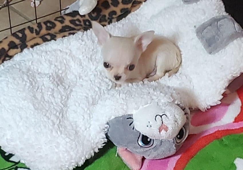 Poodle Puppies breeder image 10