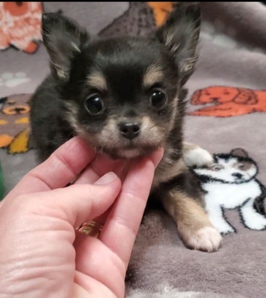 Poodle Puppies breeder image 25