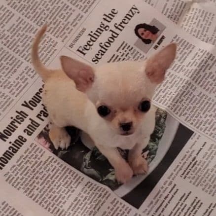 Poodle Puppies breeder image 27