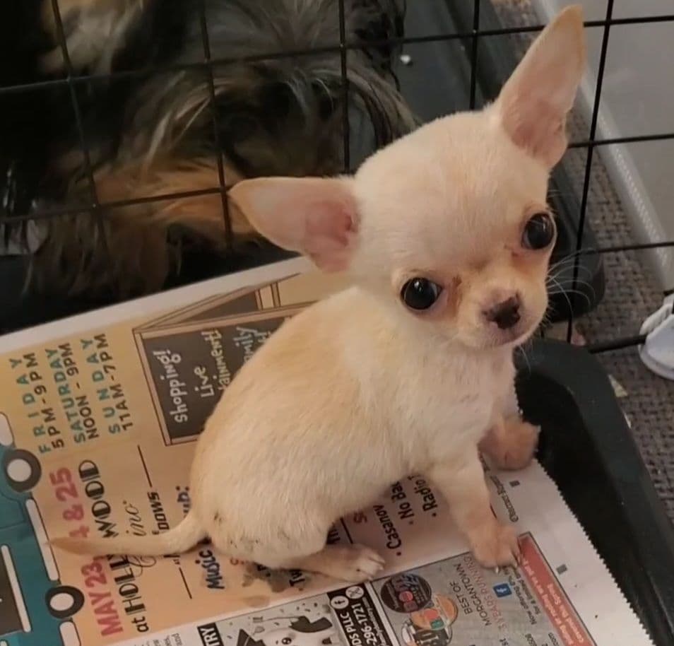Poodle Puppies breeder image 29