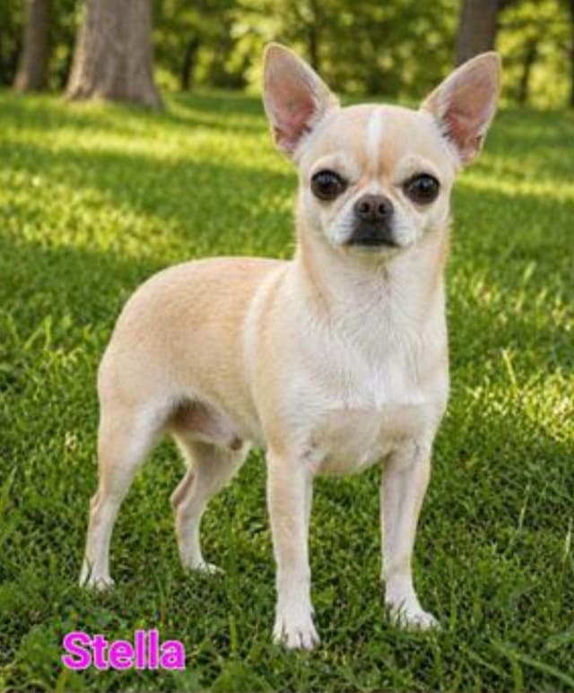 Chihuahua Puppies media 2