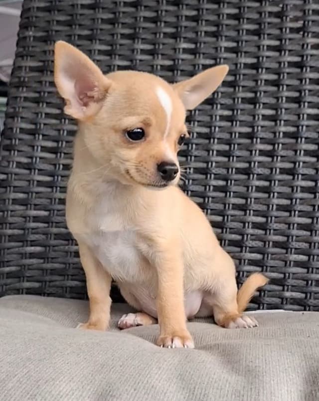 Chihuahua Puppies media 3