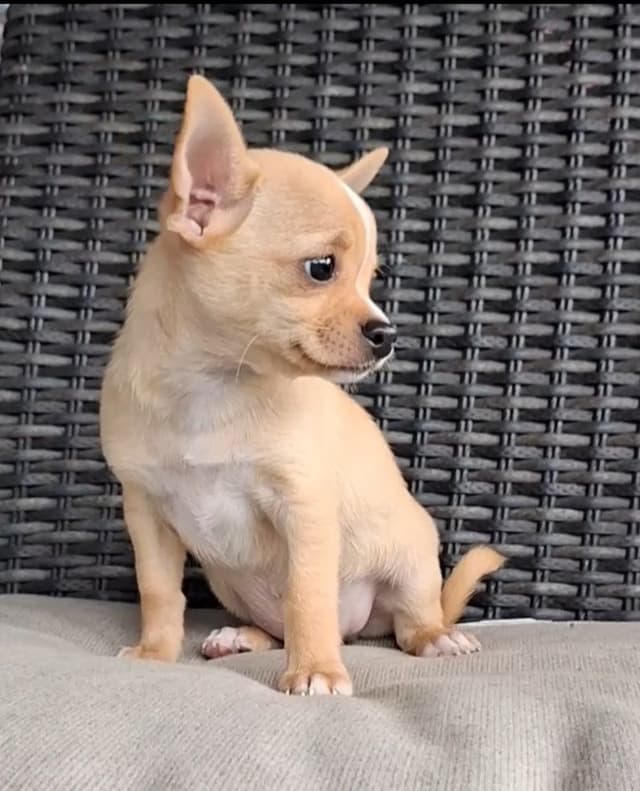 Chihuahua Puppies media 4